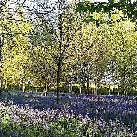 Hollicarrs - Kingfisher